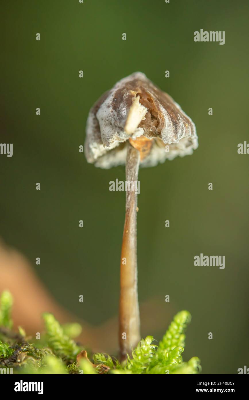 Garlic dizzy Stock Photo