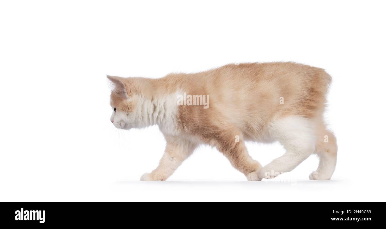 Cat Walking Back View