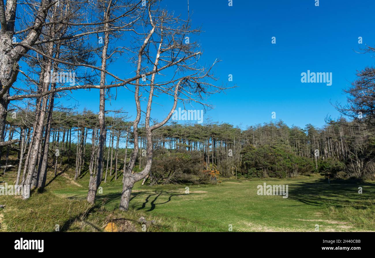 Newborough forest views, Anglesey, North Wales, UK. Taken on 15th October 2021. Stock Photo