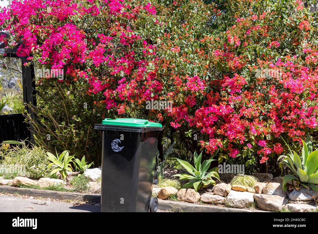 Green vegetation wheely bin containing garden waste out for council collection and composting,Sydney,Australia Stock Photo