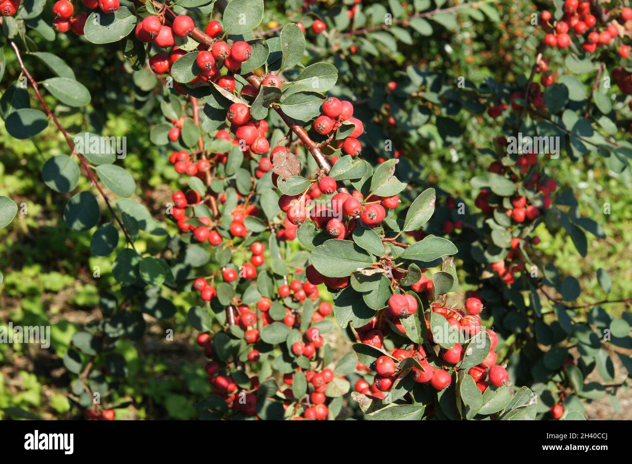 Cotoneaster multiflorus, showy cotoneaster Stock Photo