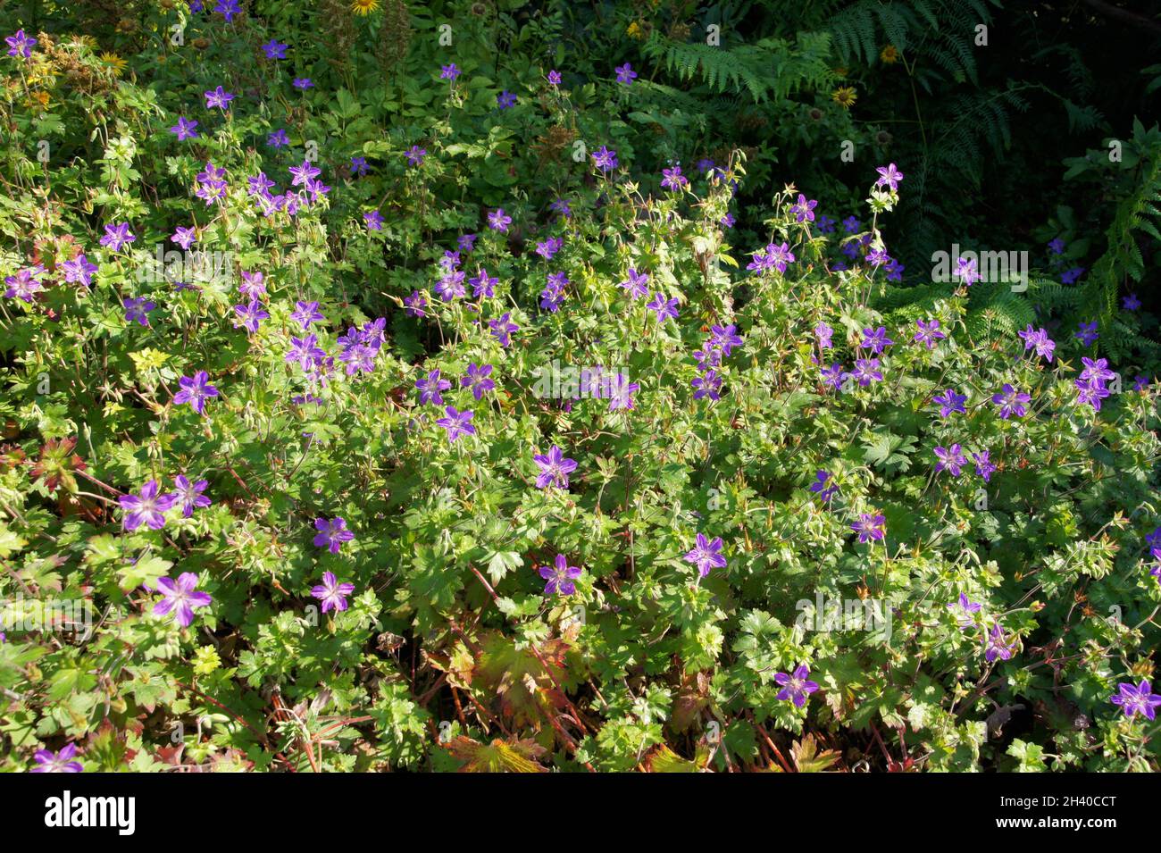 Geranium wlassovianum, siberian cranesbill Stock Photo
