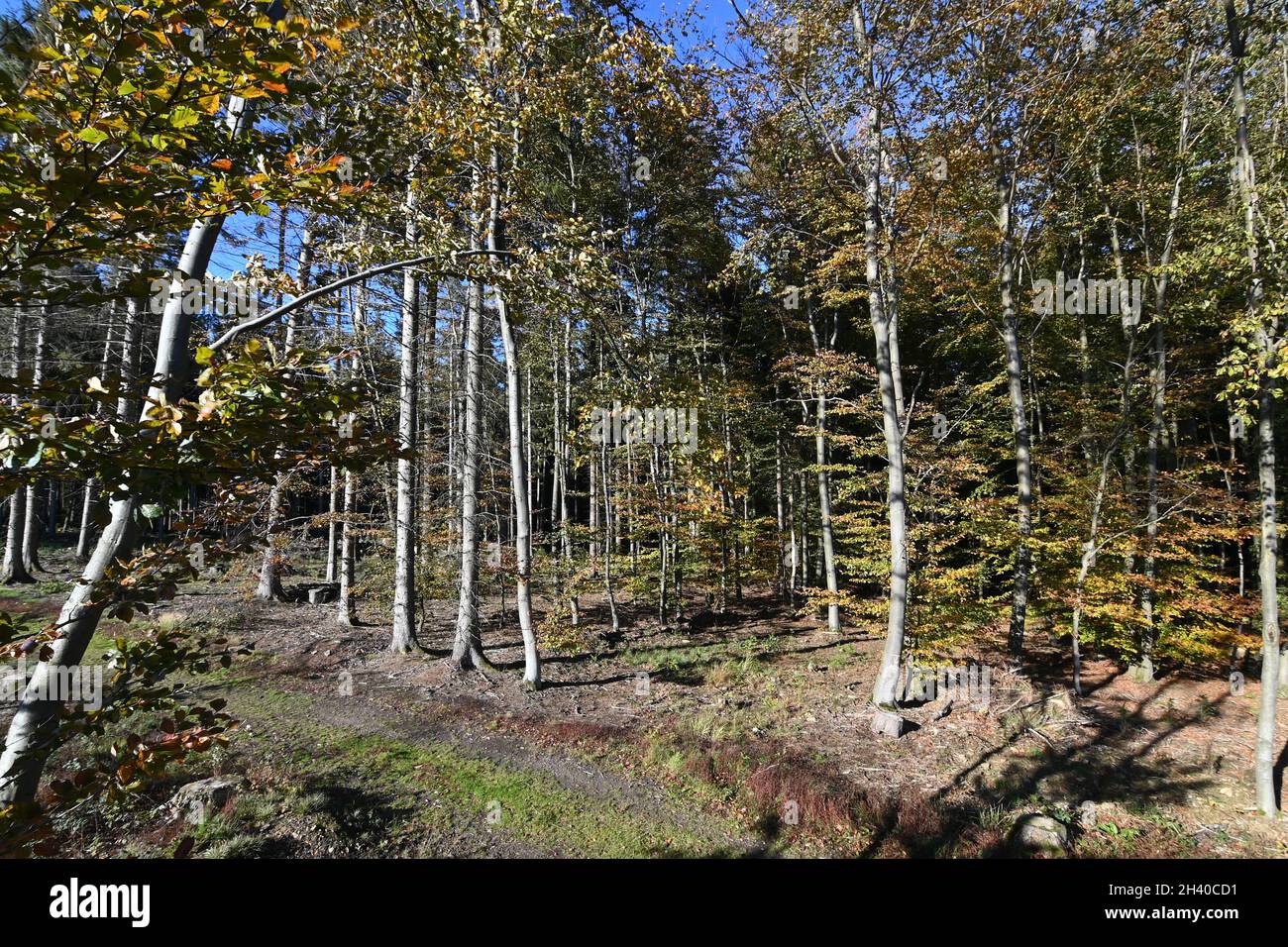 Forest path in autumn with yellow discolored leaves Stock Photo - Alamy