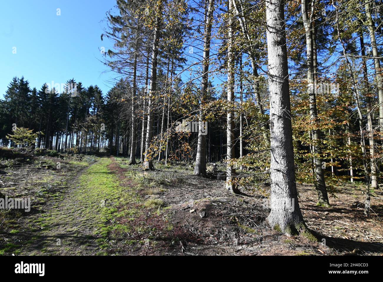 Forest path in autumn with yellow discolored leaves Stock Photo - Alamy