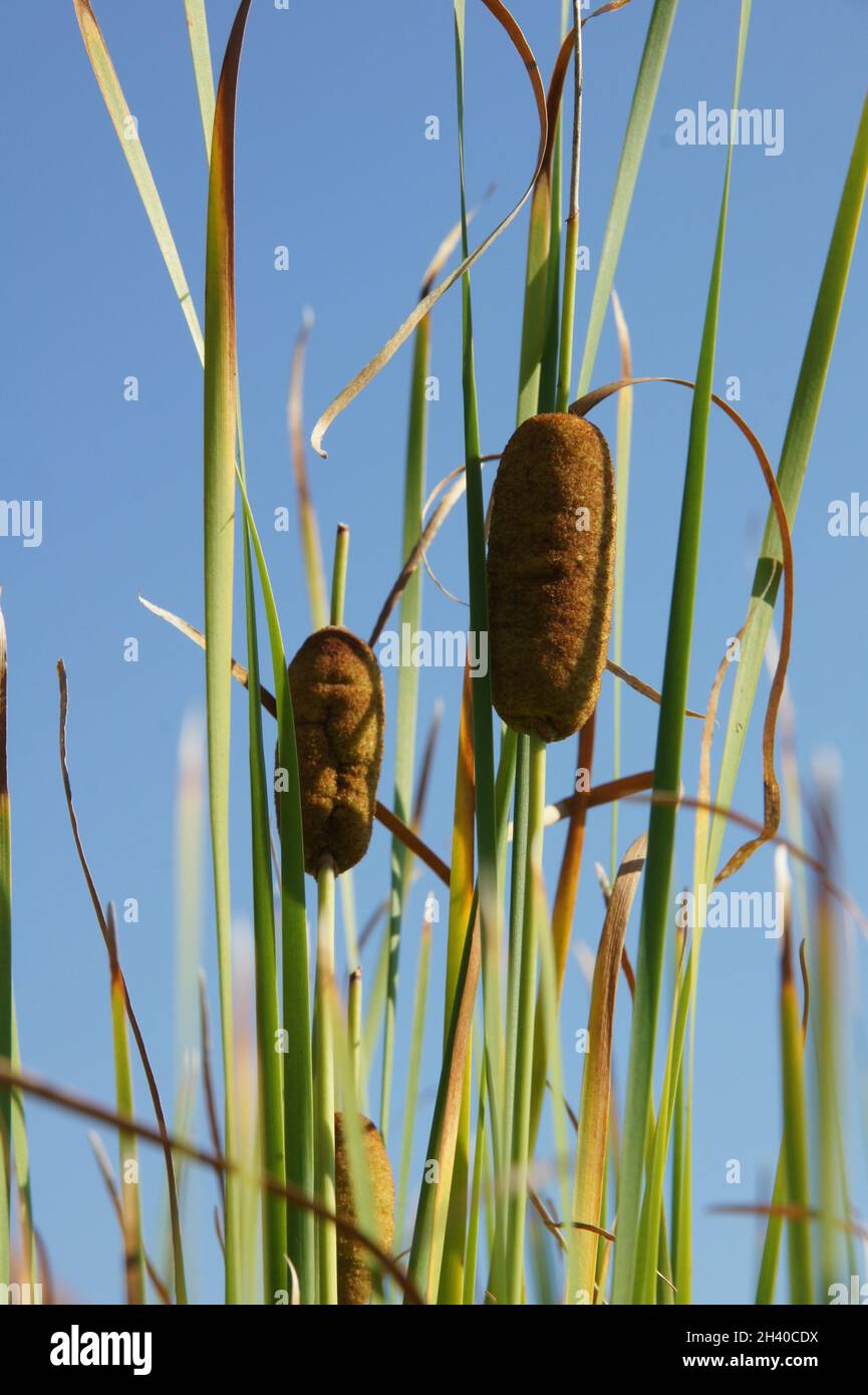 Typha laxmannii, graceful cattail Stock Photo