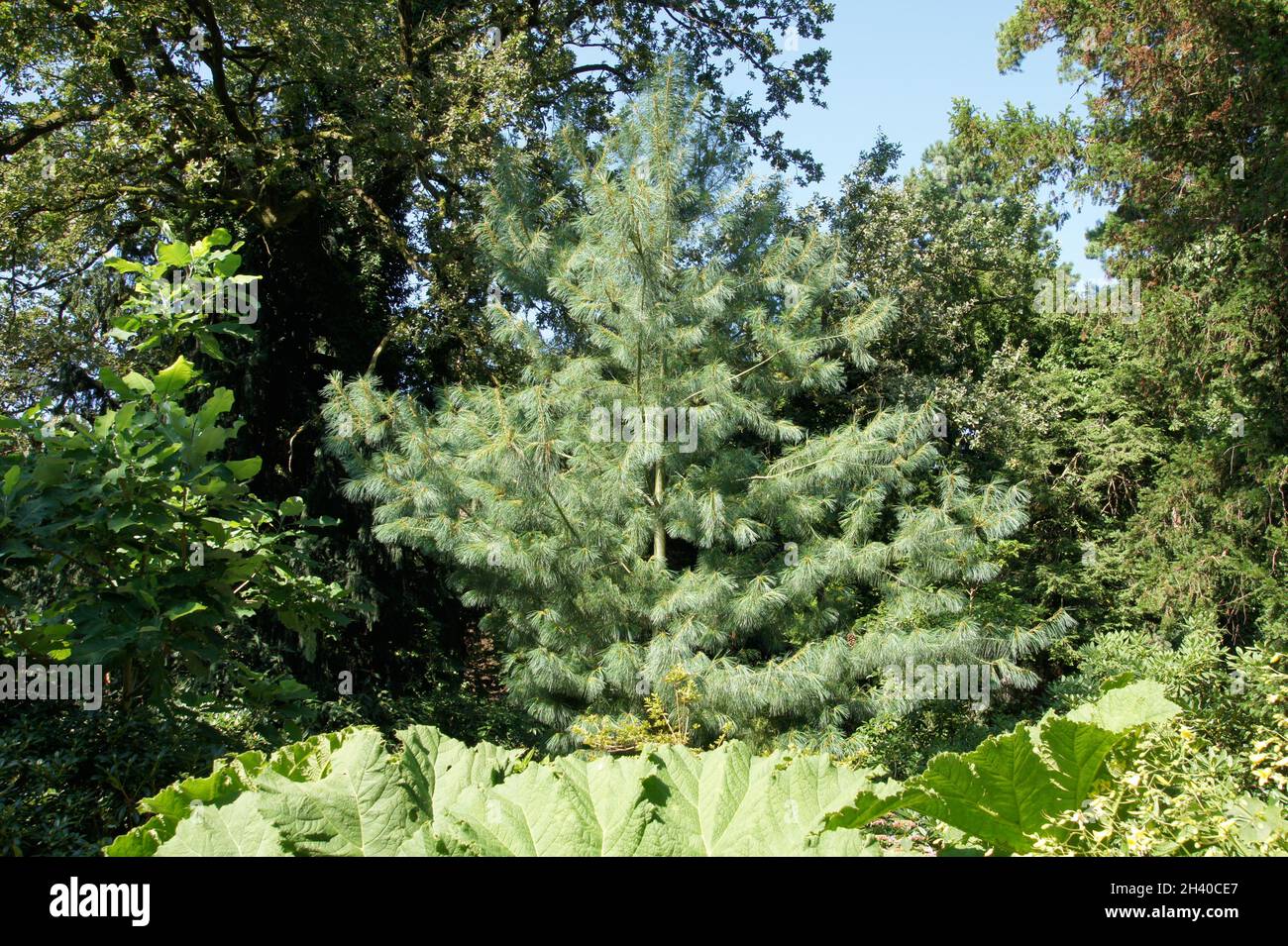 Pinus wallichiana, Traenenkiefer, Himalayan pine Stock Photo