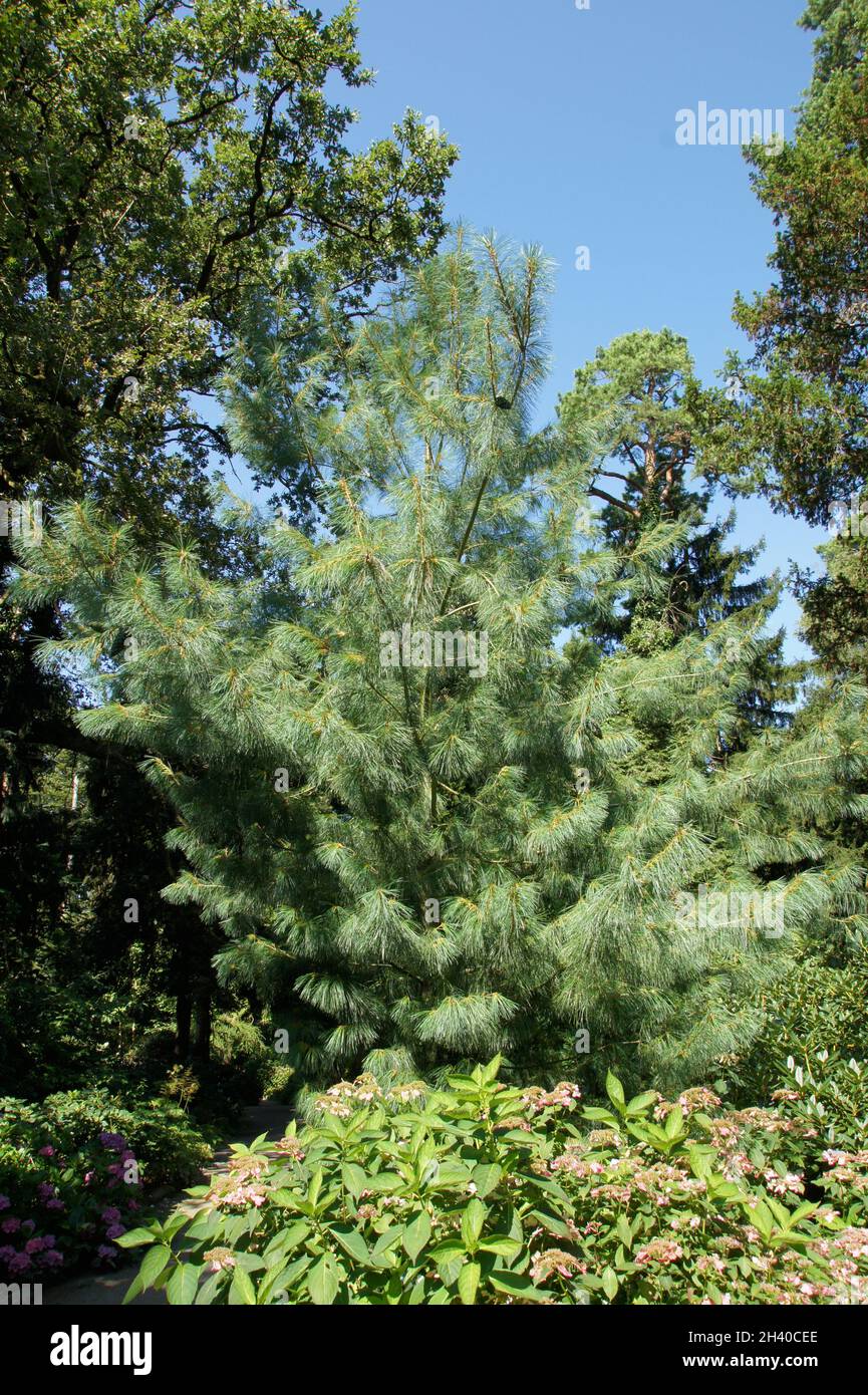 Pinus wallichiana, Himalayan pine Stock Photo