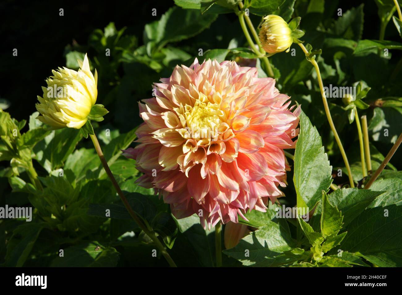 Dahlia Carmen, jewelry dahlia Stock Photo