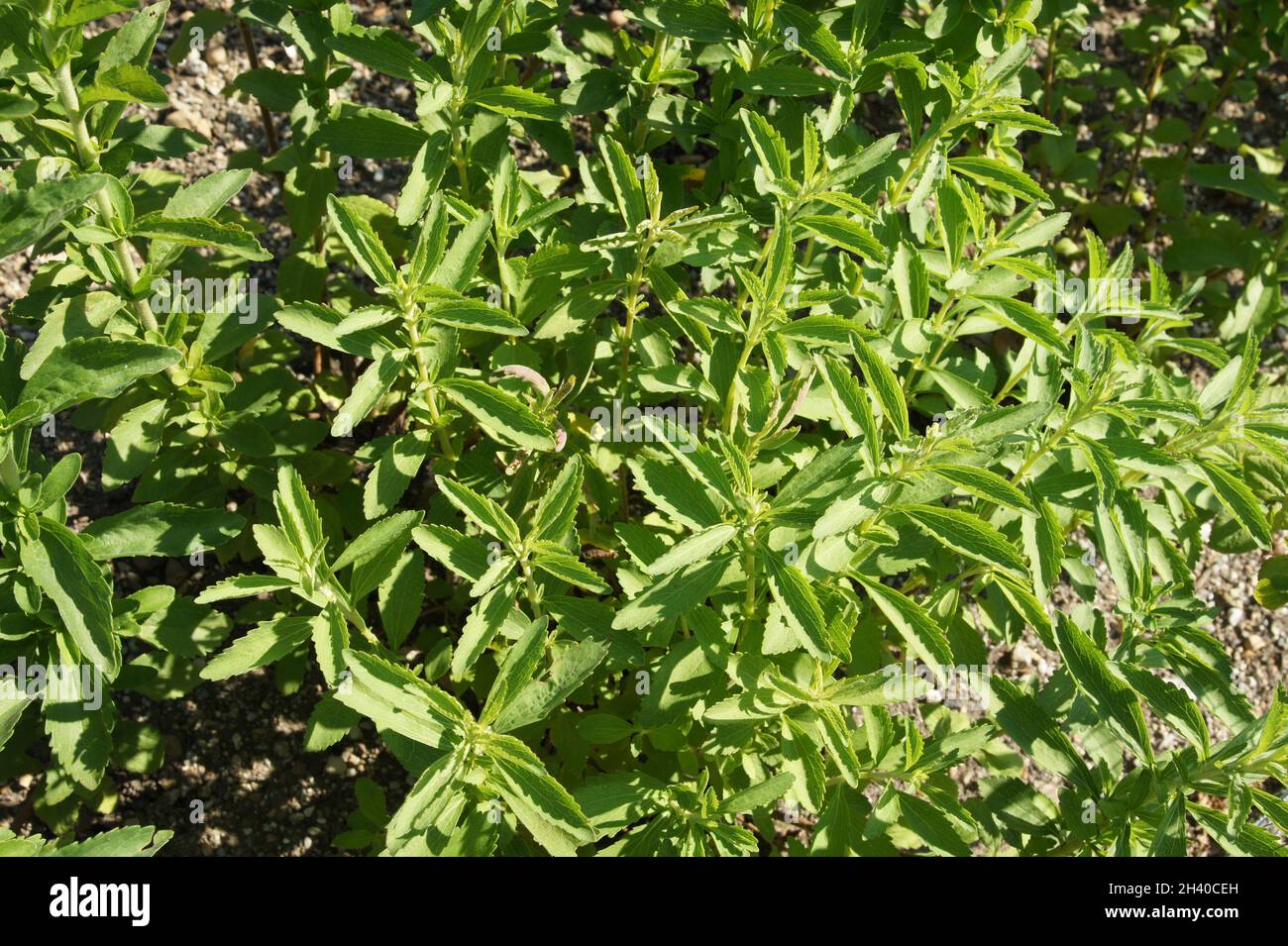 Stevia rebaudiana, candy leaf Stock Photo