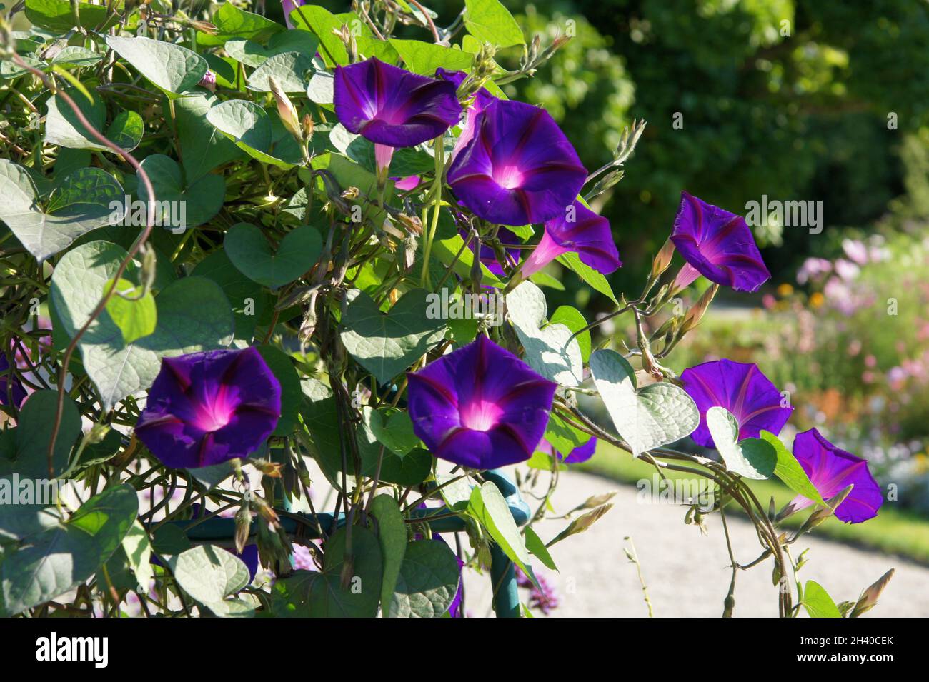 Ipomoea tricolor Scarlet Ohara, morning glory Stock Photo