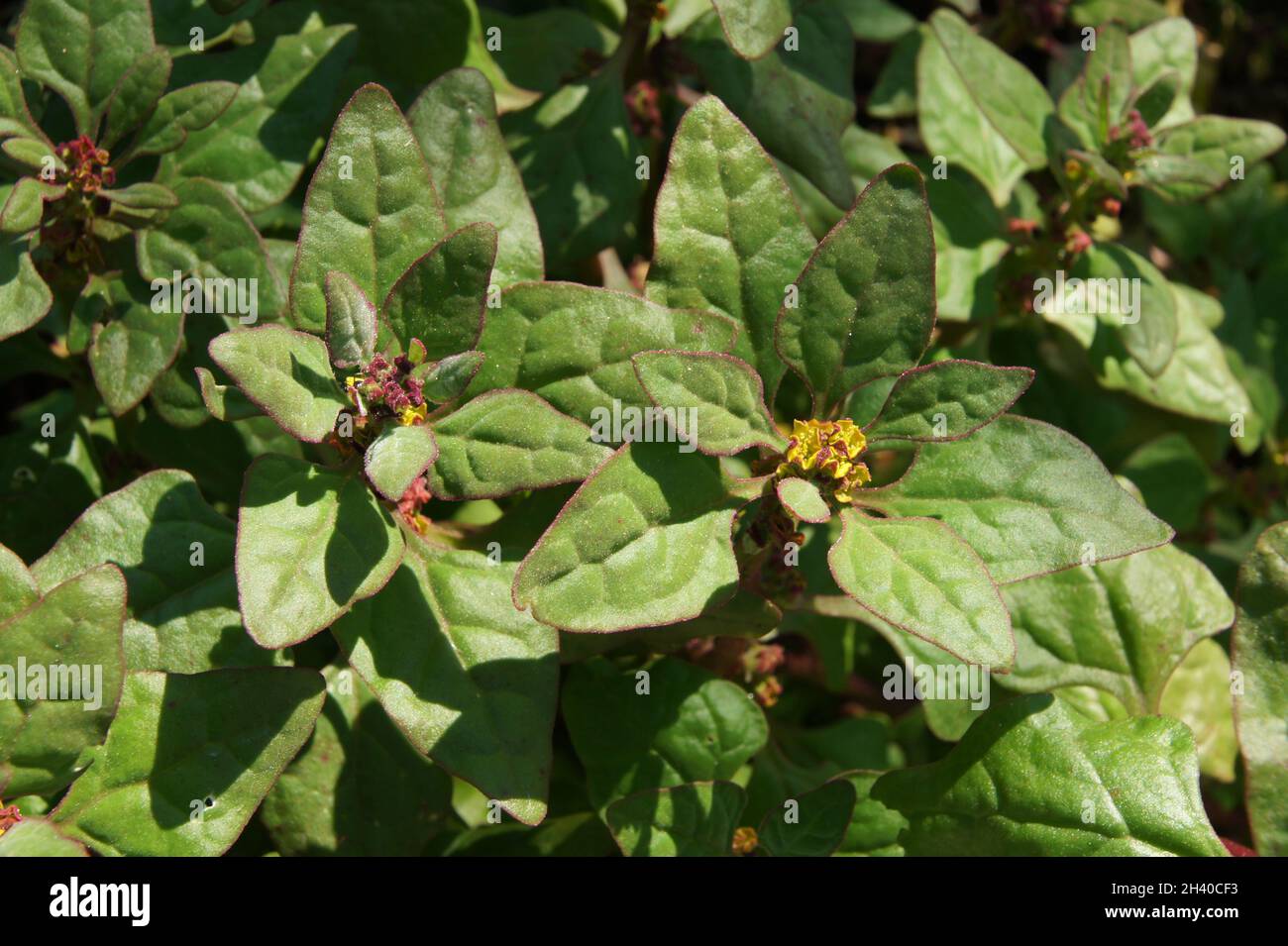 Tetragonia tetragonioides, New Zealand spinach Stock Photo