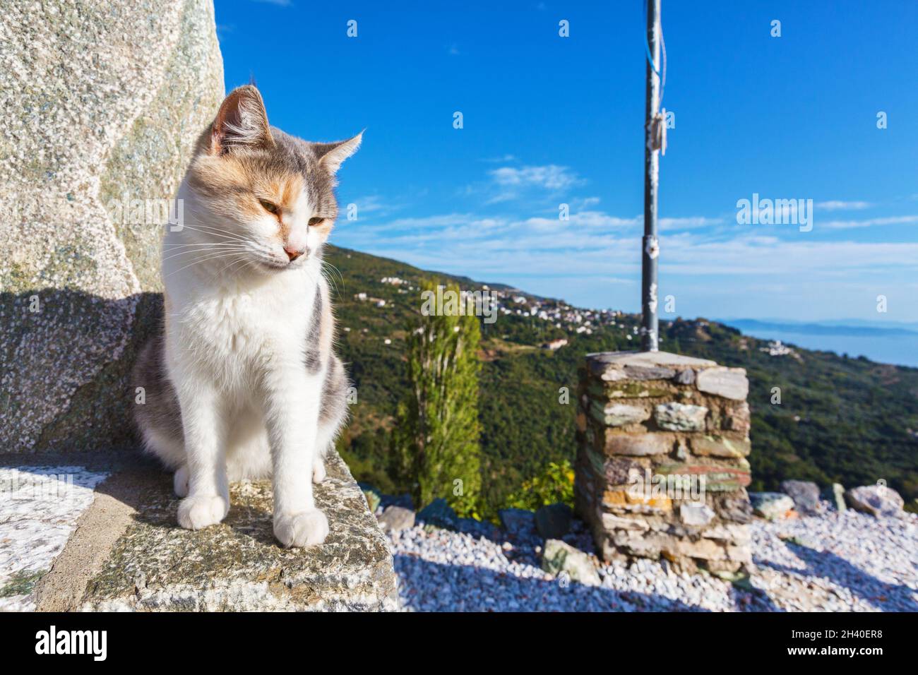 Cat and mountain panorama Stock Photo