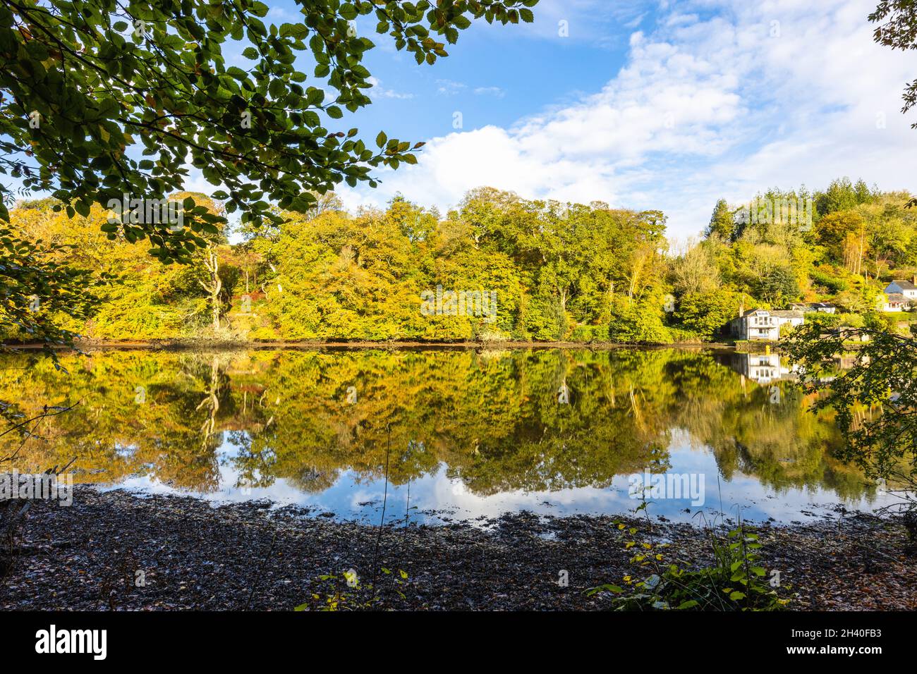 Autumn reflections in the River Lerryn at Lerryn Cornwall Stock Photo