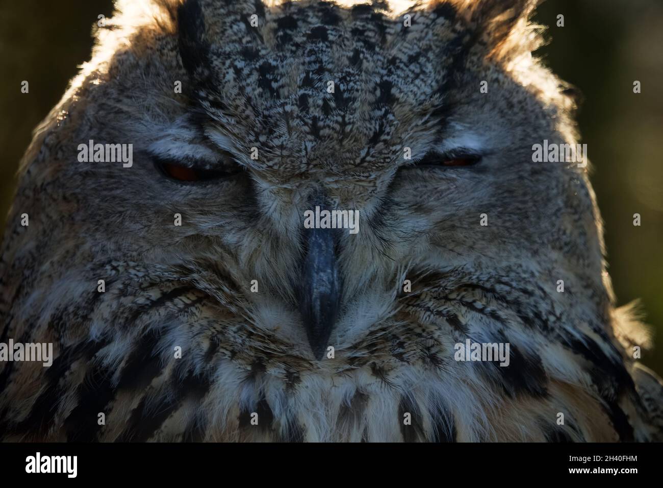 Eagle Owl portrait Stock Photo