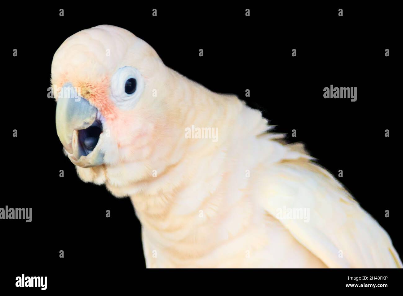 Greater sulphur-crested cockatoo Stock Photo