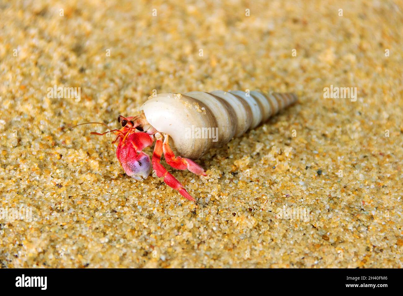 Hermit or diogenes crab in a beautiful gastropod shell Stock Photo