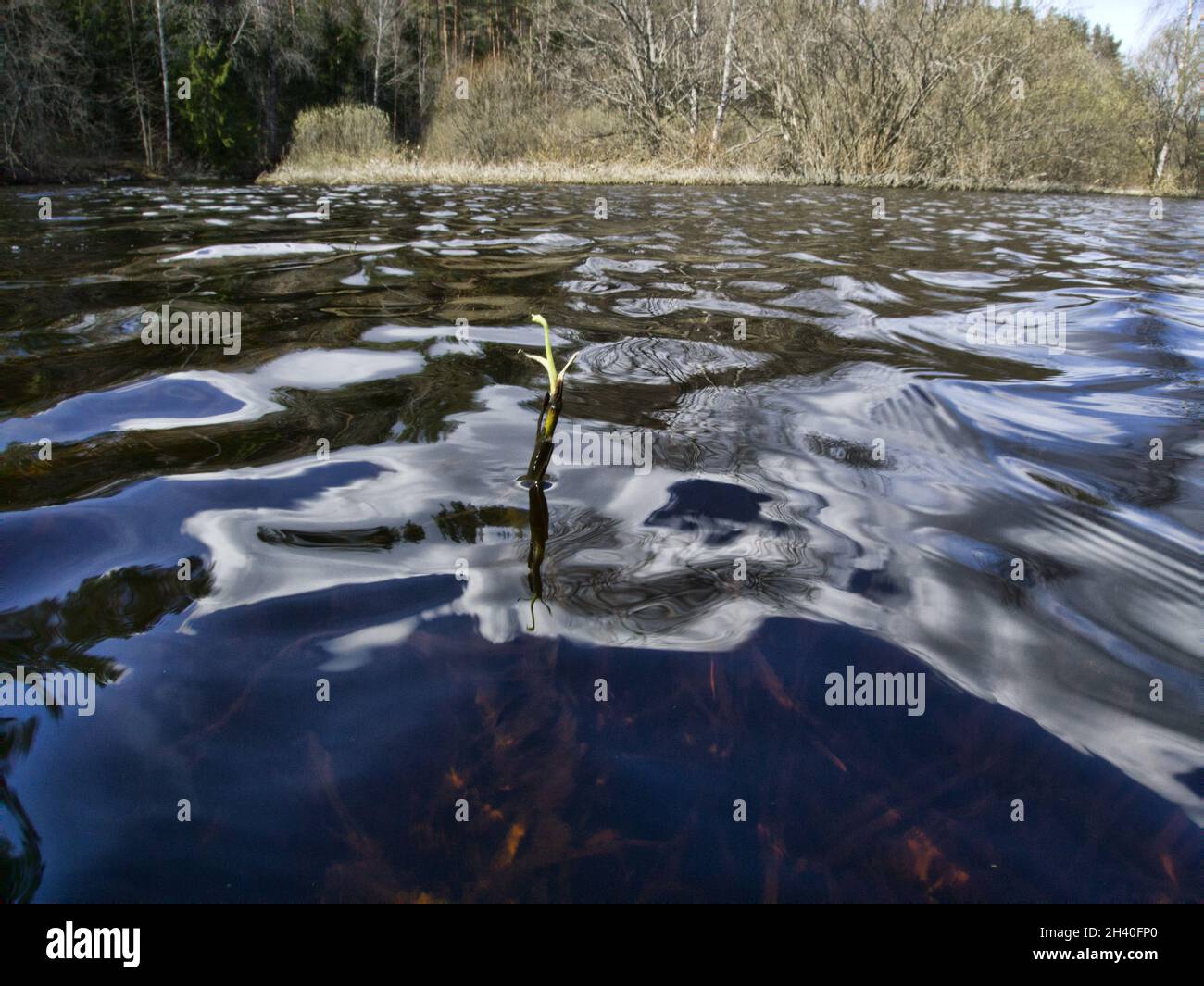 Early northern spring on a forest lake Stock Photo