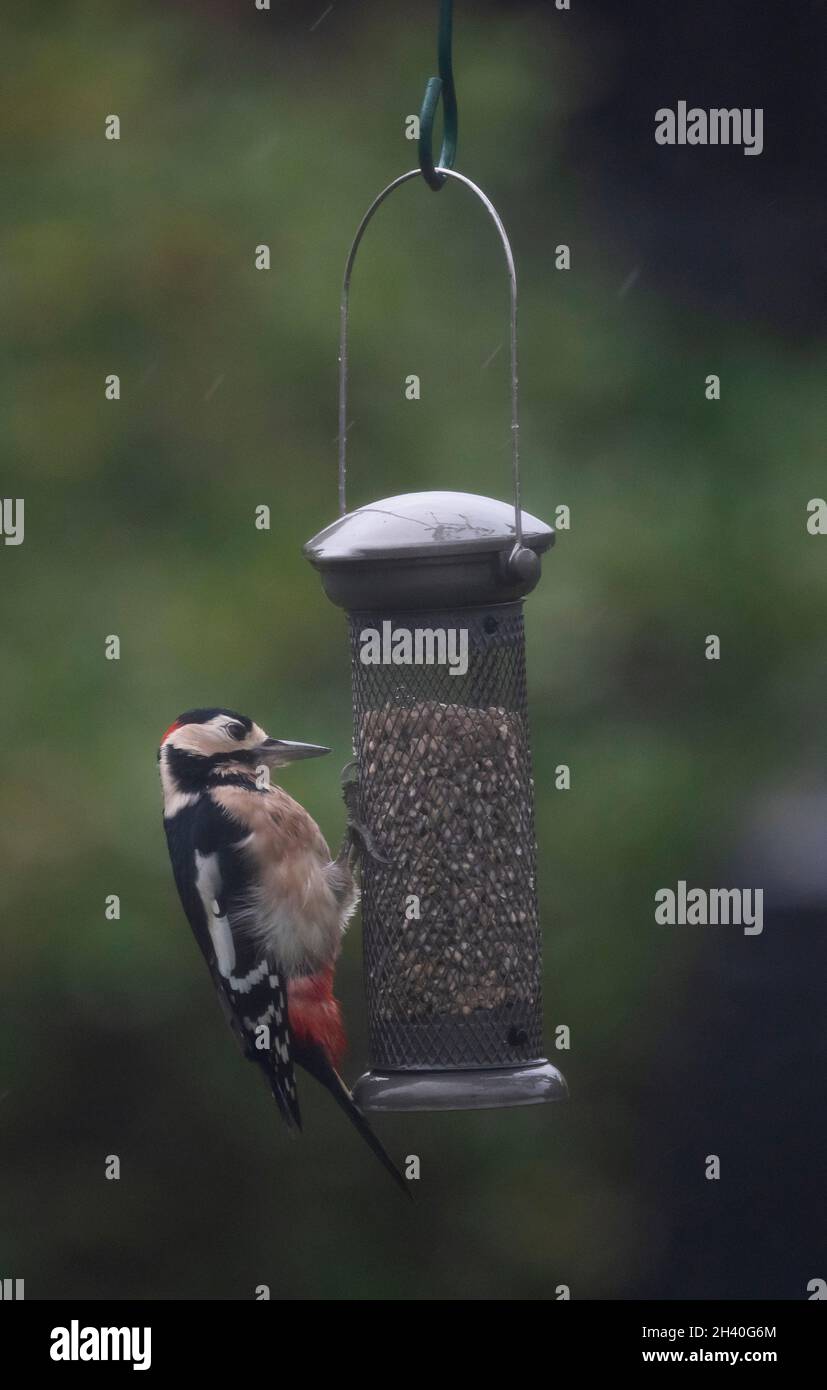 Wimbledon, London, UK. 31 October 2021. A Great Spotted Woodpecker remains undeterred as it feeds from a swinging garden bird feeder in high wind and heavy rain. Credit: Malcolm Park/Alamy Live News Stock Photo