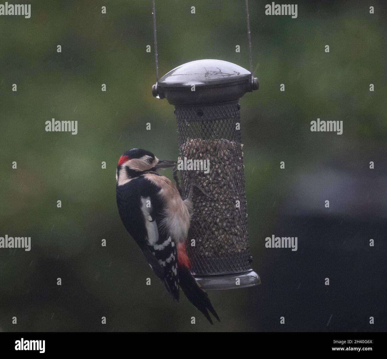 Wimbledon, London, UK. 31 October 2021. A Great Spotted Woodpecker remains undeterred as it feeds from a swinging garden bird feeder in high wind and heavy rain. Credit: Malcolm Park/Alamy Live News Stock Photo
