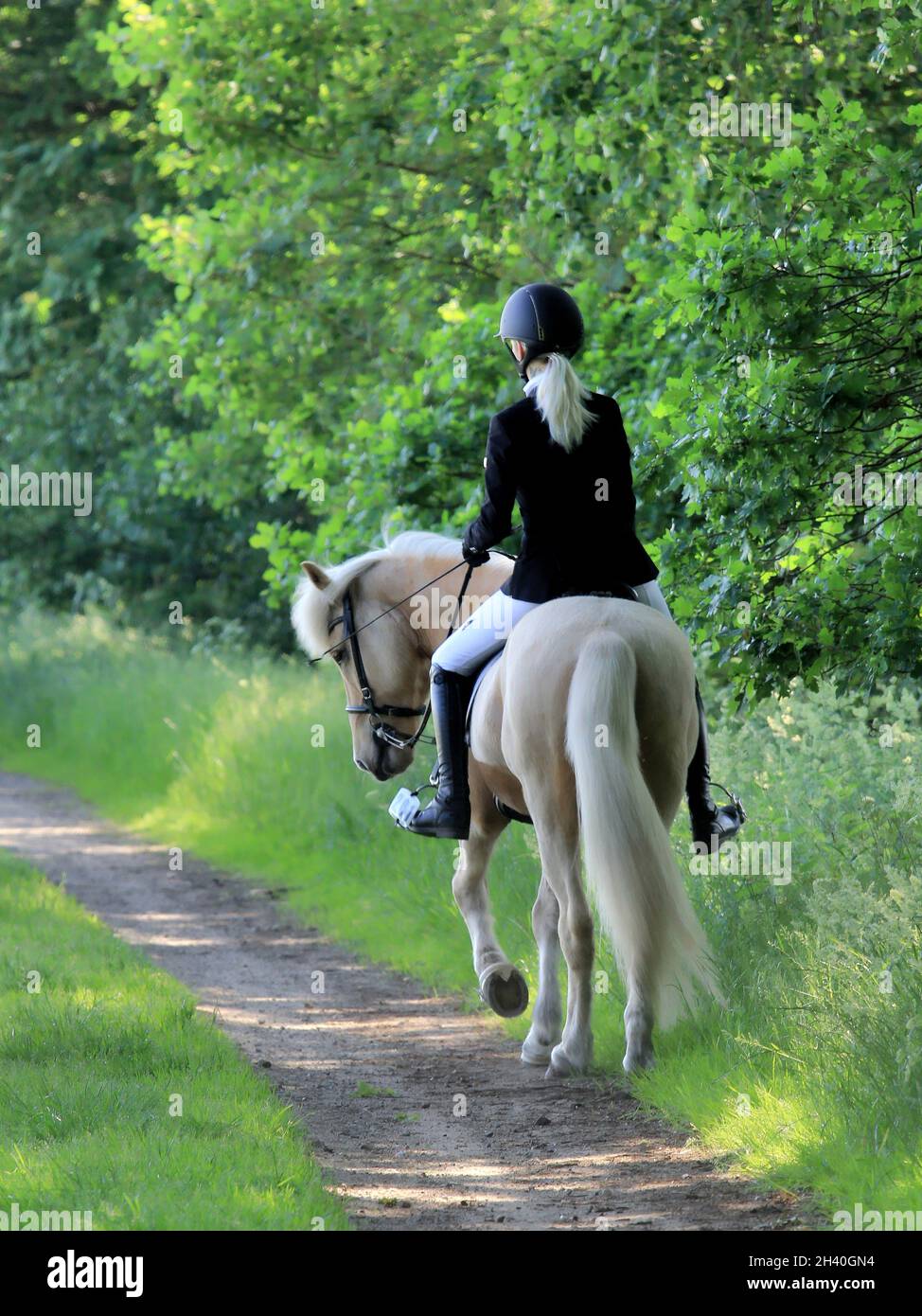 A rear view of a female riding on a white horse stock photo alamy