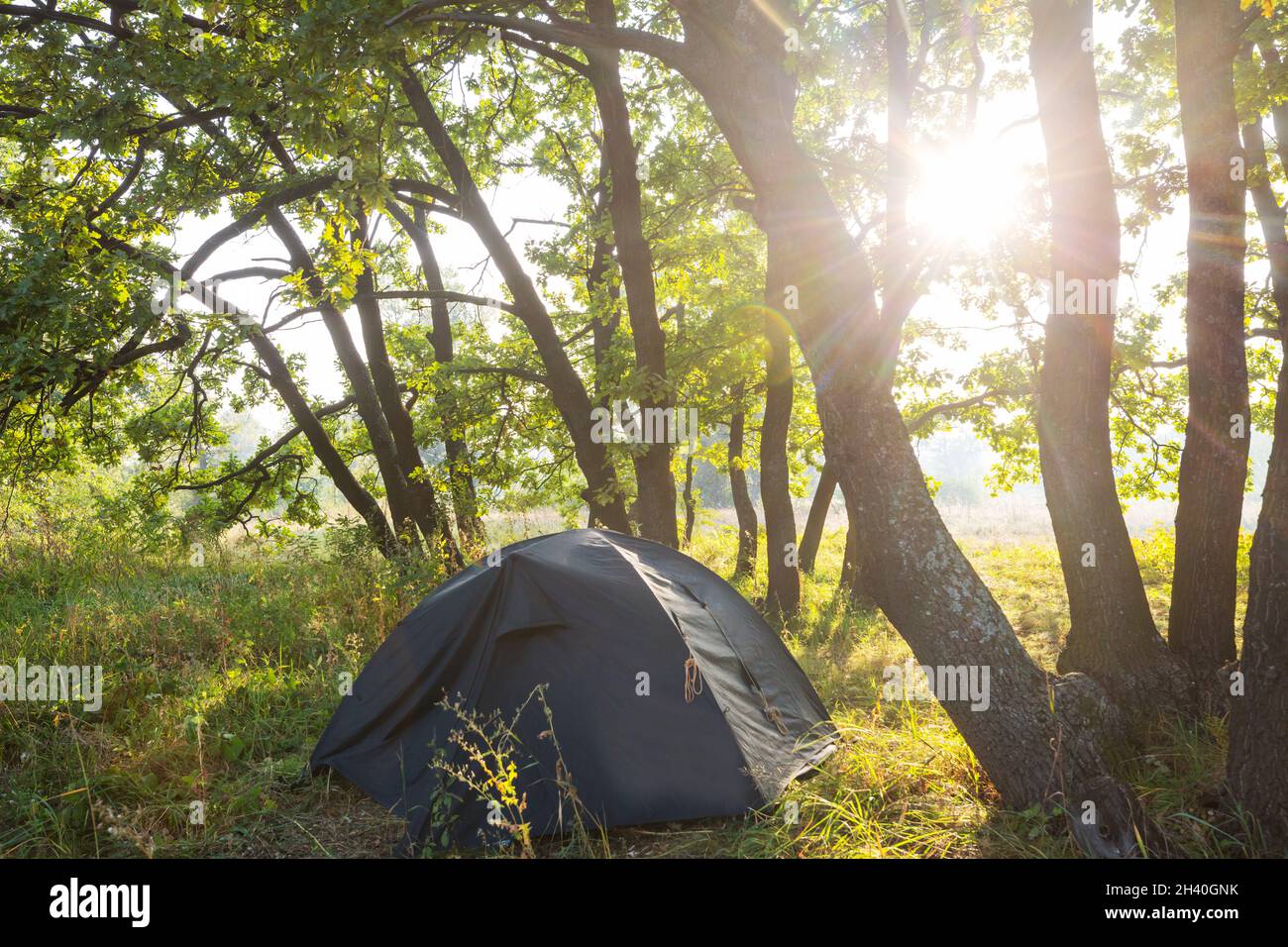 Tent in the forest Stock Photo - Alamy