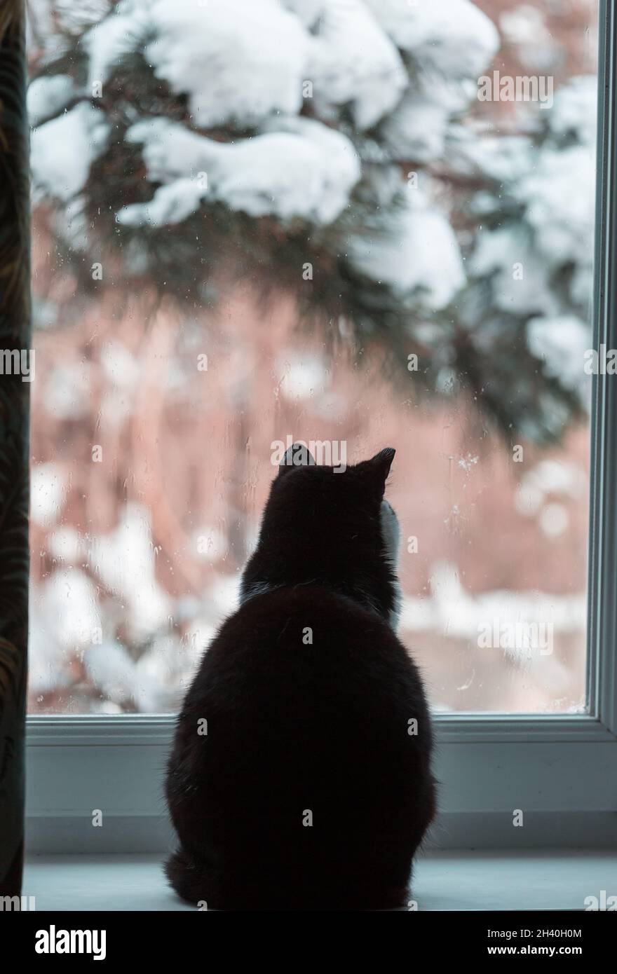 Cat on window Stock Photo