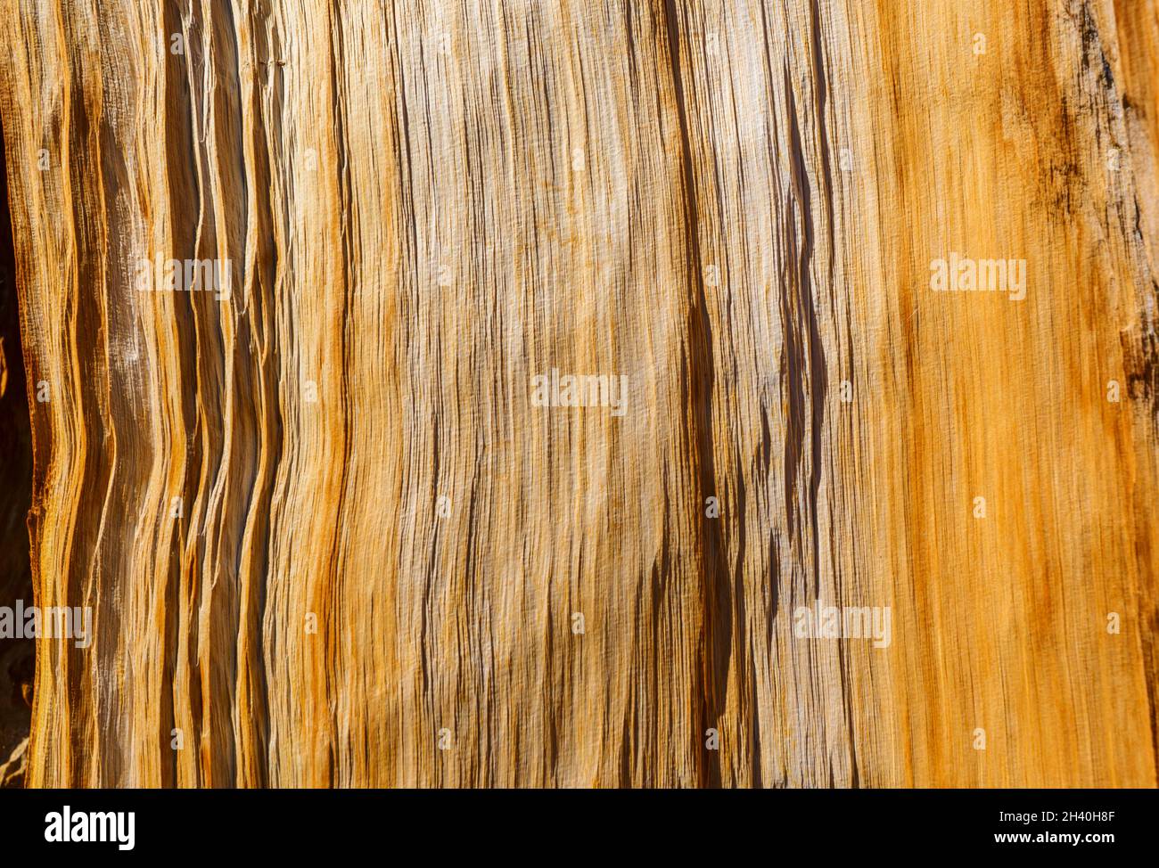 Wood texture Stock Photo