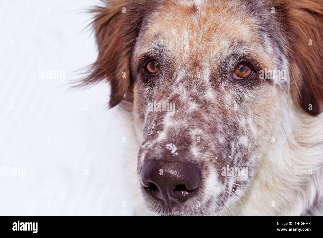 Attentive looking up dog, portrait Stock Photo