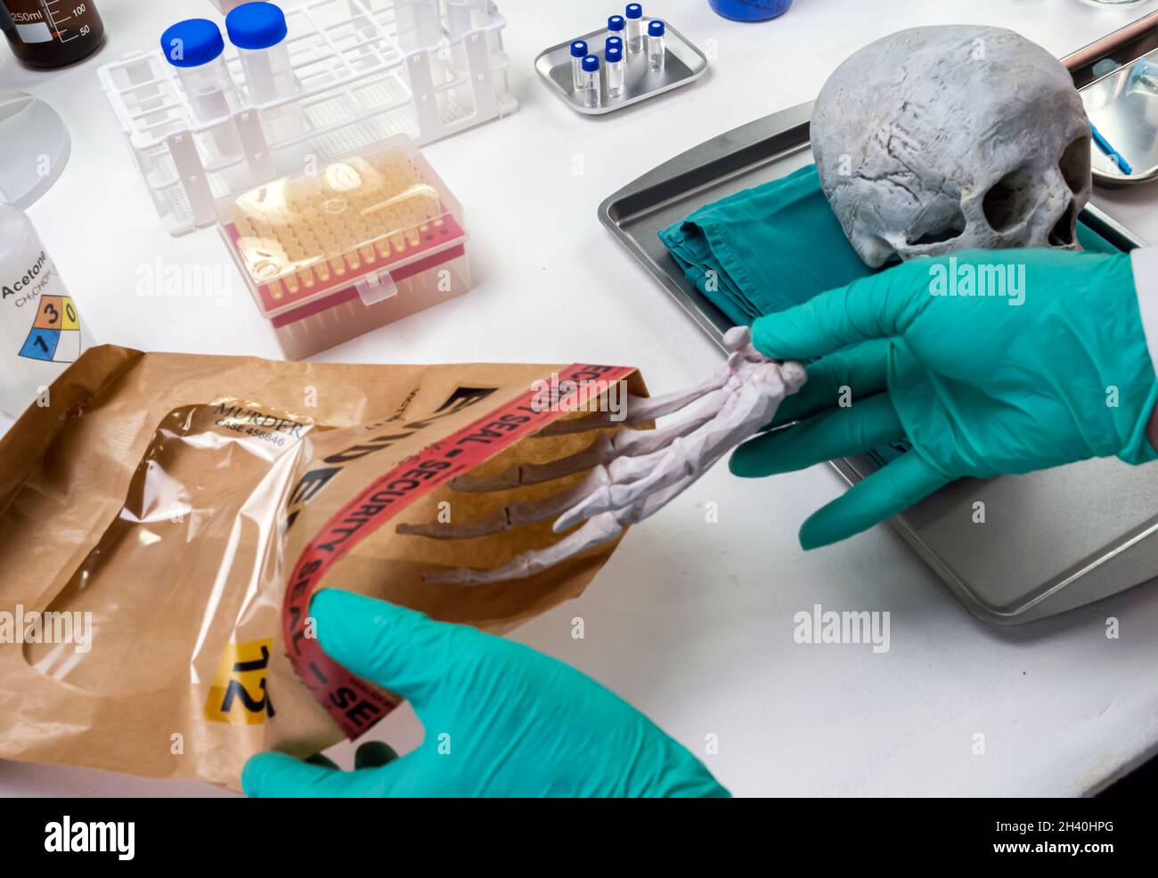 Forensic scientist removes right hand of human skeleton from evidence bag to investigate murder and take crime lab samples, conceptual image Stock Photo