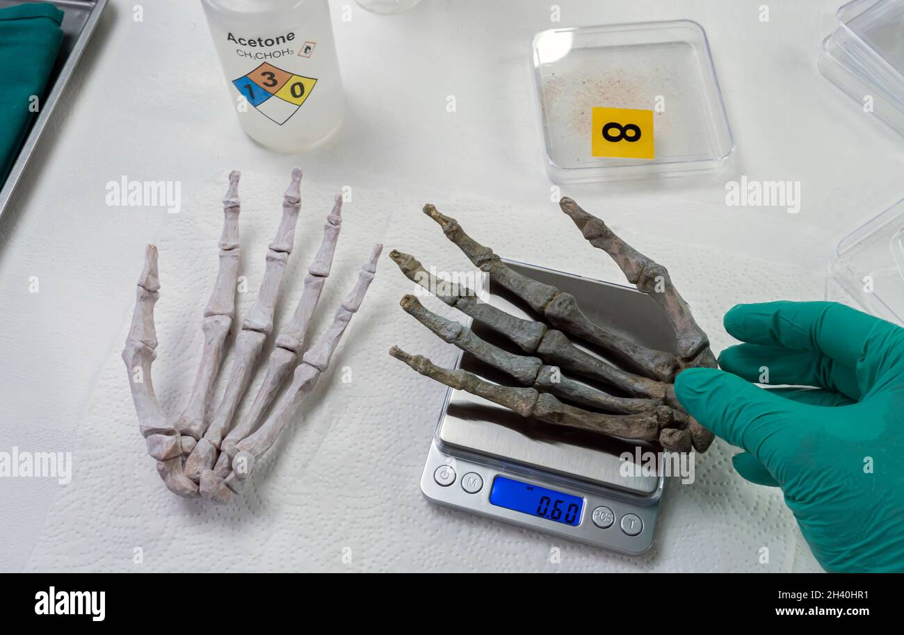 Forensic scientist weighs right hand of human skeleton on a scale to investigate murder and take samples at crime lab, conceptual image Stock Photo
