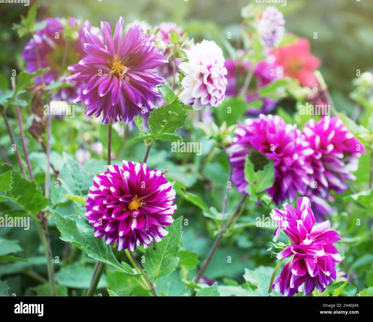 Blooming purple dahlias. Angara Dahlia Stock Photo