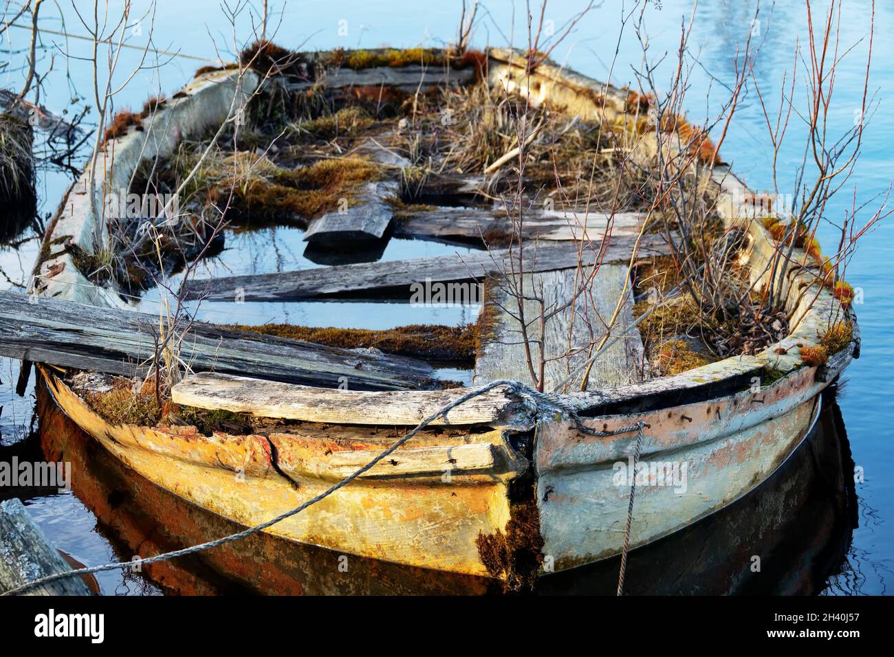 An old abandoned boat on the river stopped in the ark. Inside the boat grew a forest in miniature with mosses grass and trees, A Stock Photo