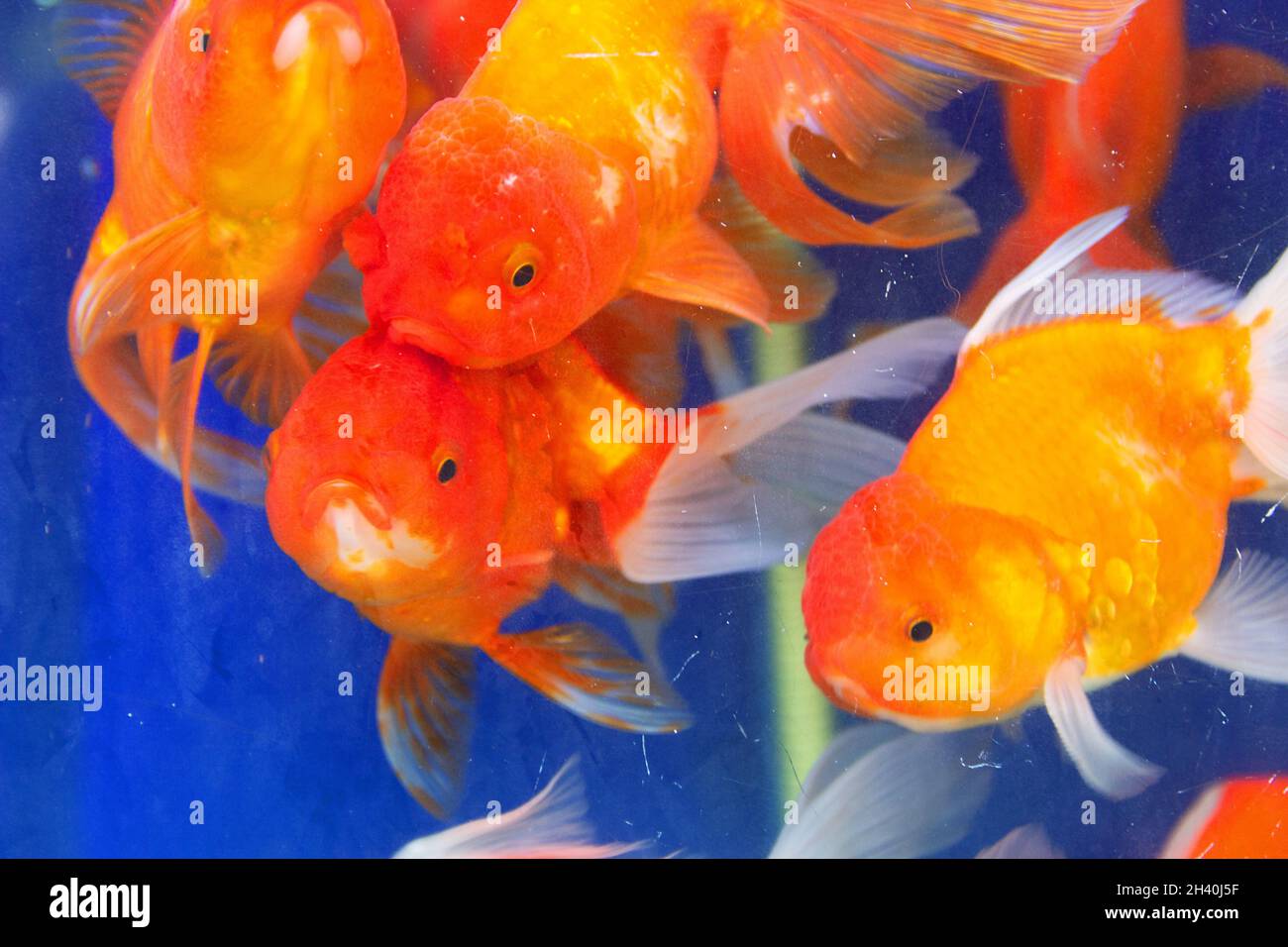 Goldfish or Golden carp, as an object of breeding Stock Photo
