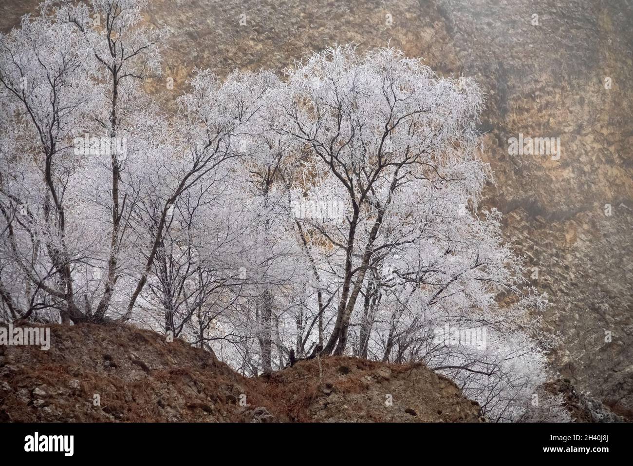Frost-covered trees, bushes, grasses with coming frost Stock Photo