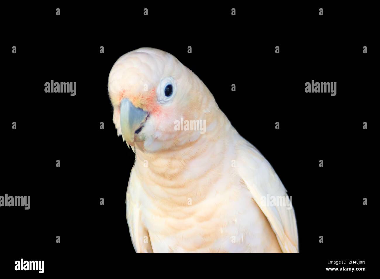 Greater sulphur-crested cockatoo Stock Photo