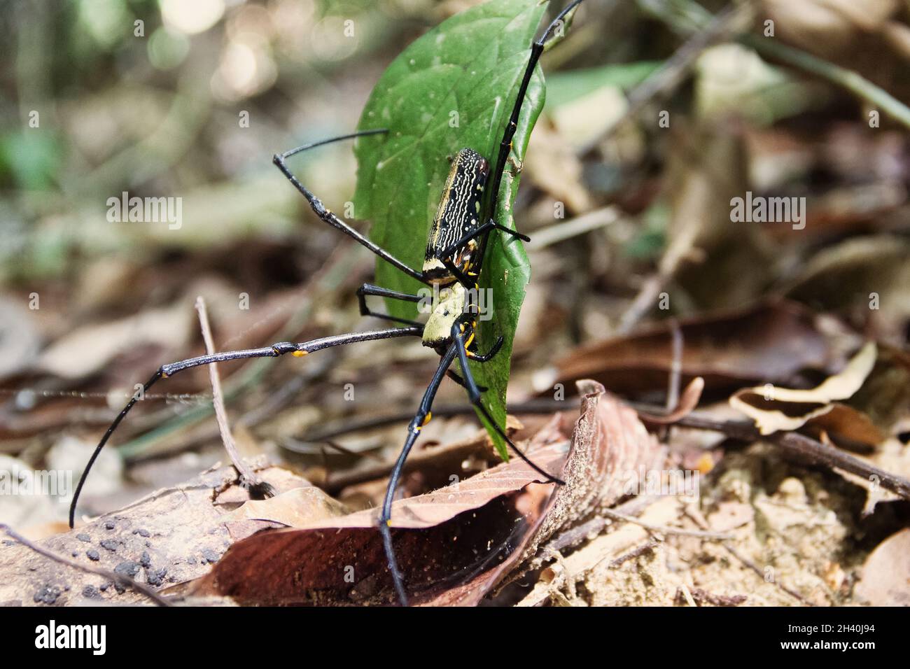 Large spider sits on a web in a rainforest Stock Photo