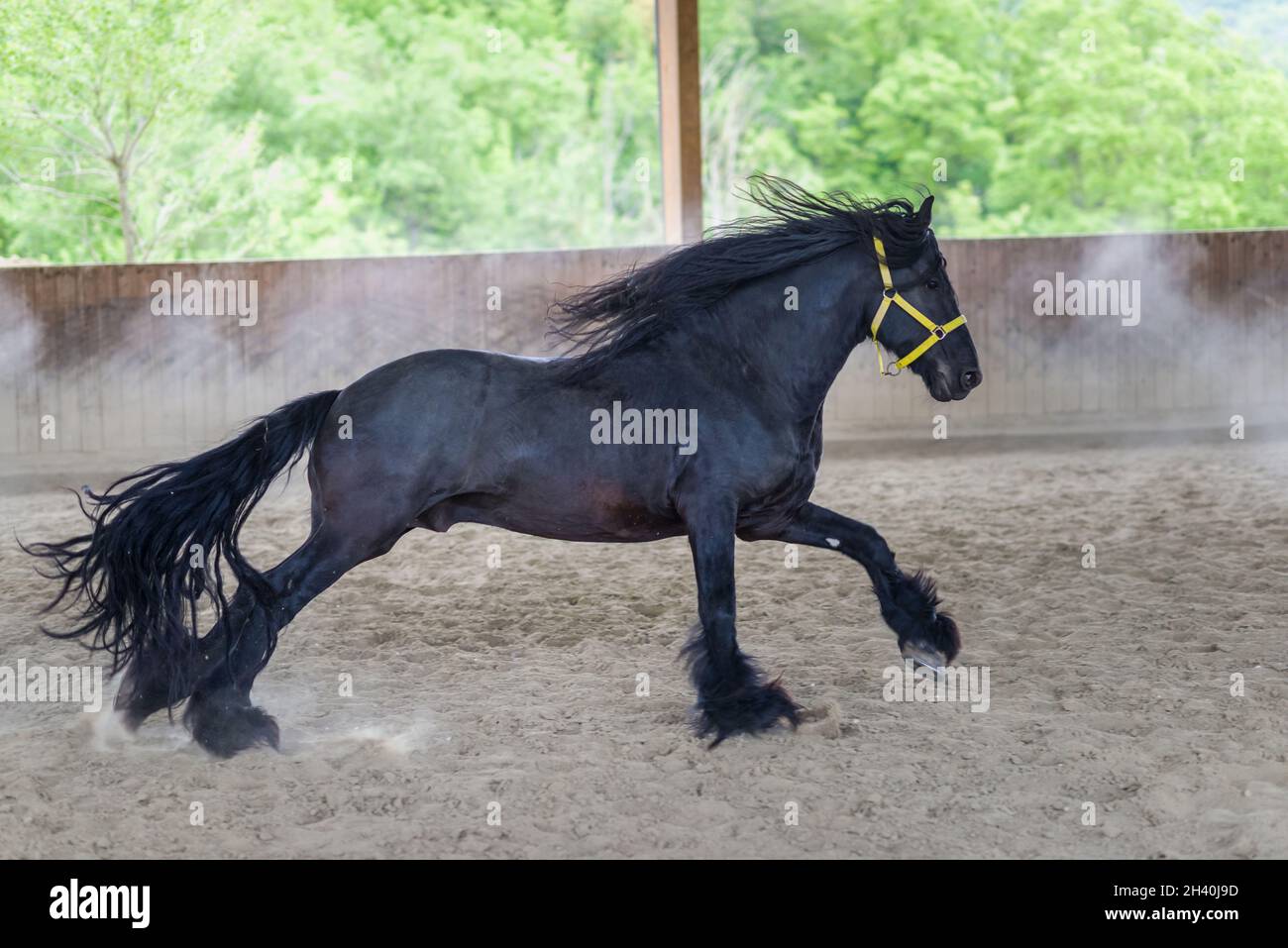 Black freisian Horse Stock Photo