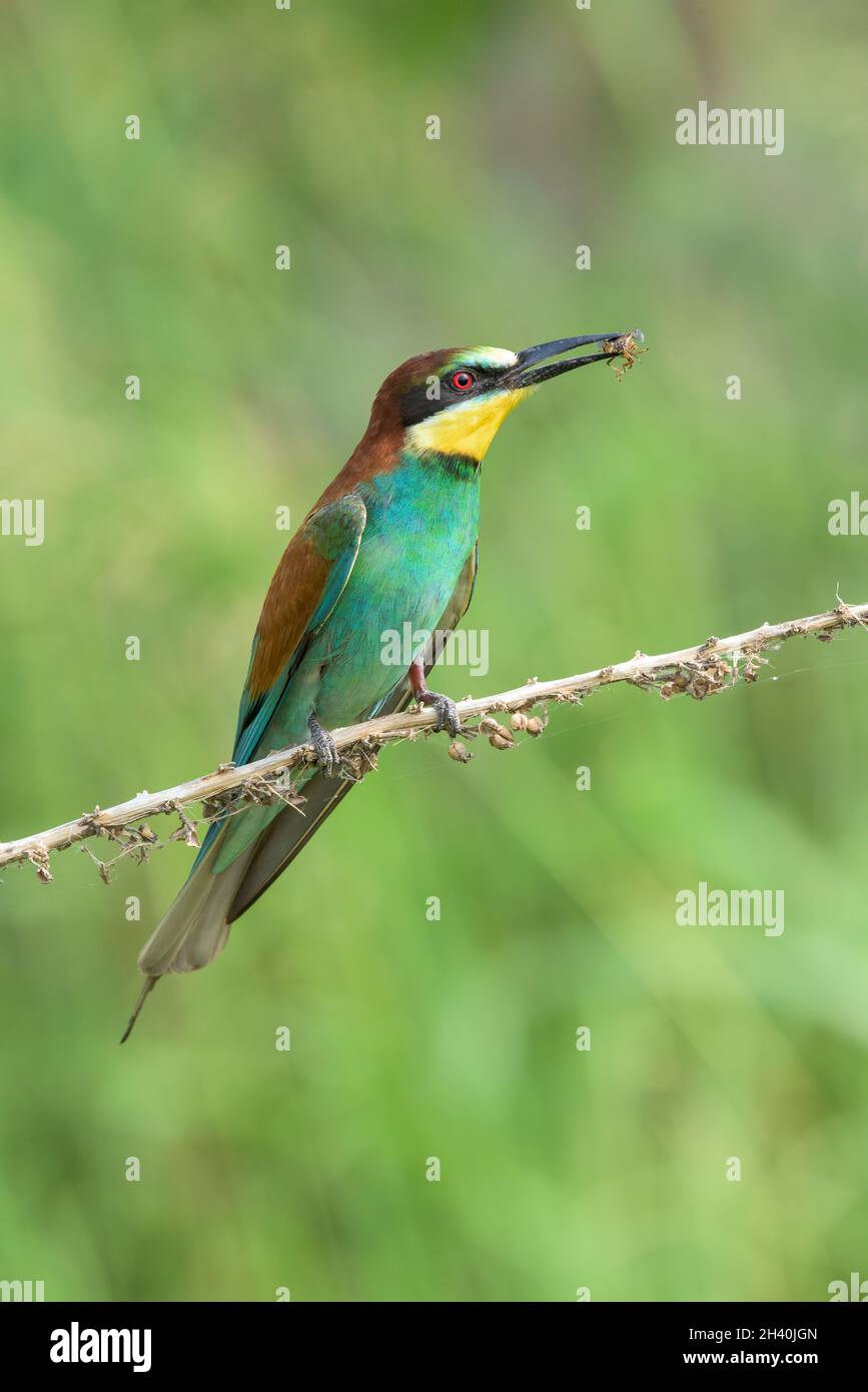 Bee-eater eating an insect Stock Photo - Alamy