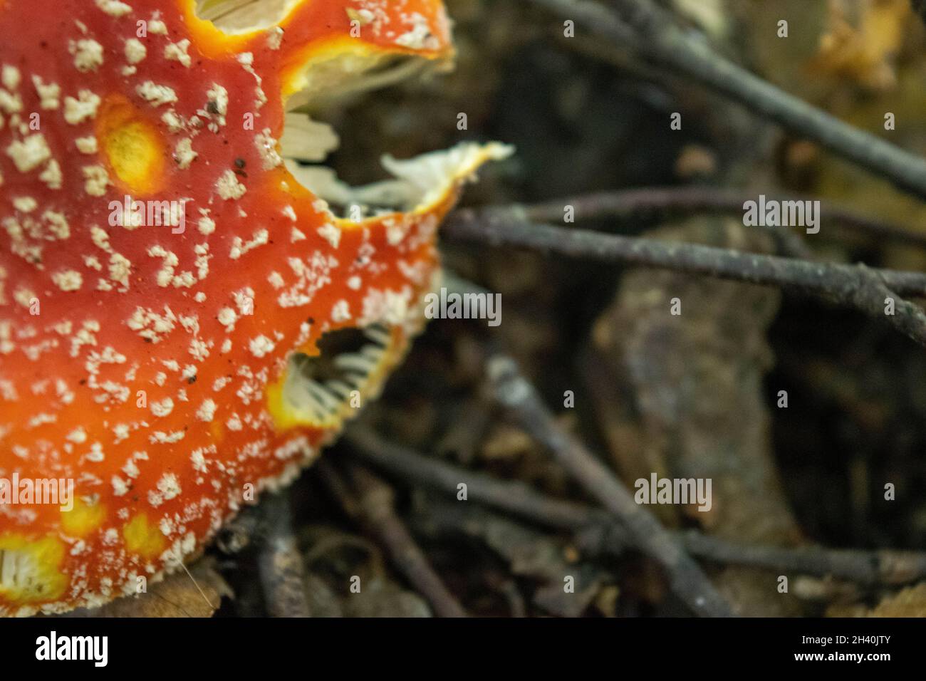 A poisonous and hallucinogenic mushroom Fly agaric in the grass against the background of an autumn forest. Red poisonous mushroom close-up in the nat Stock Photo