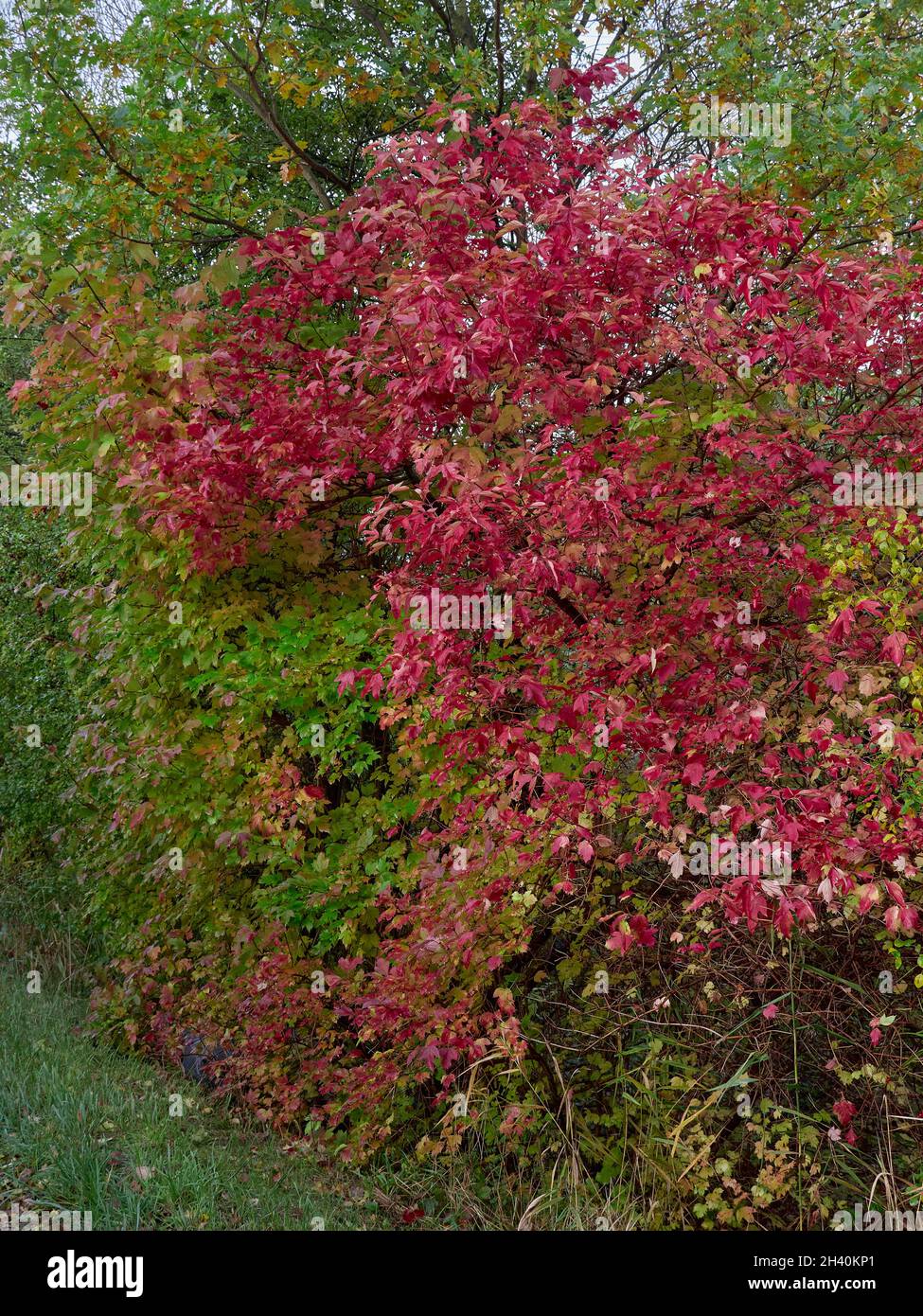 A Red leaves on a tree in the forest Stock Photo - Alamy