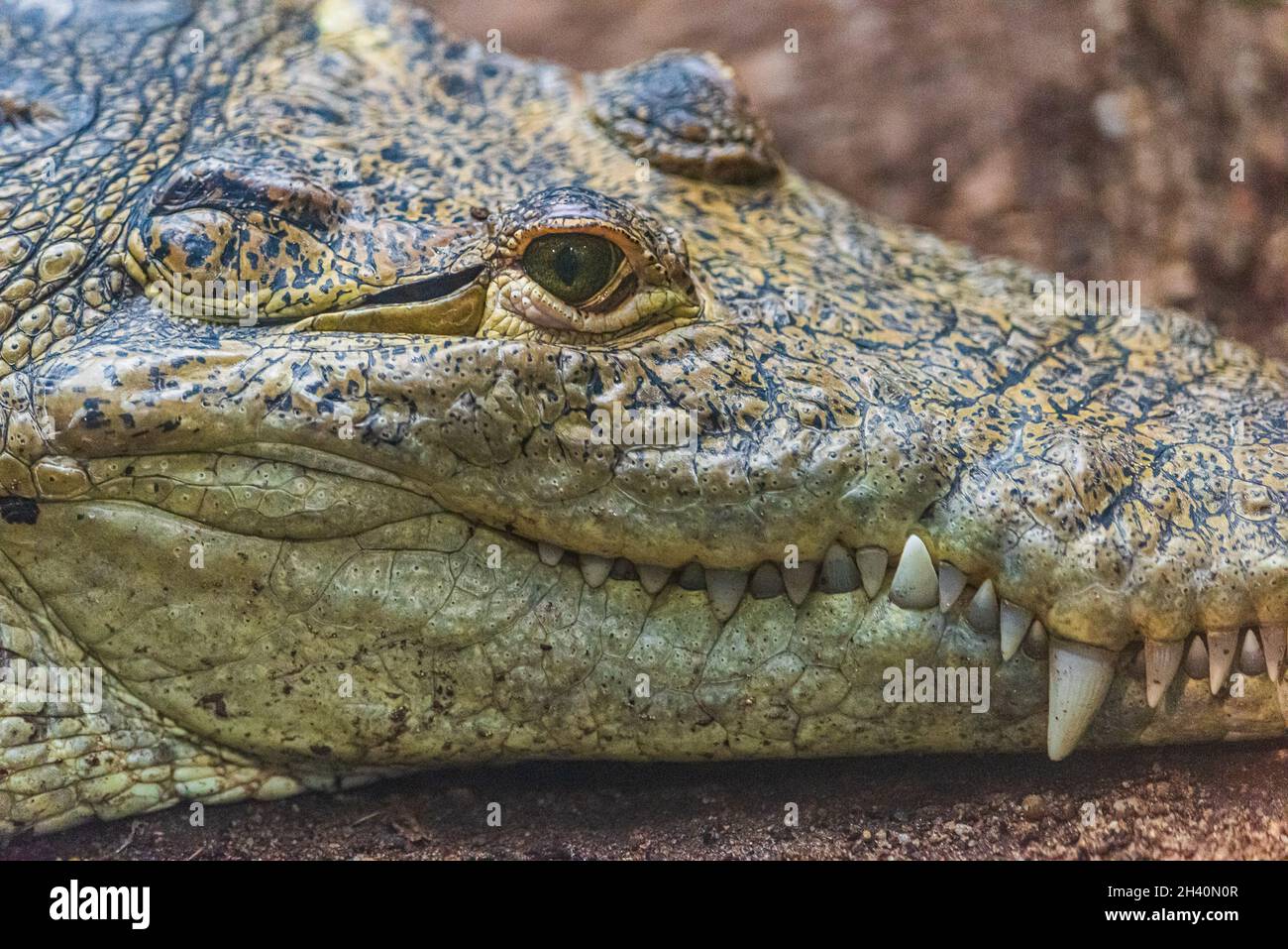 Snout of a crocodile Stock Photo