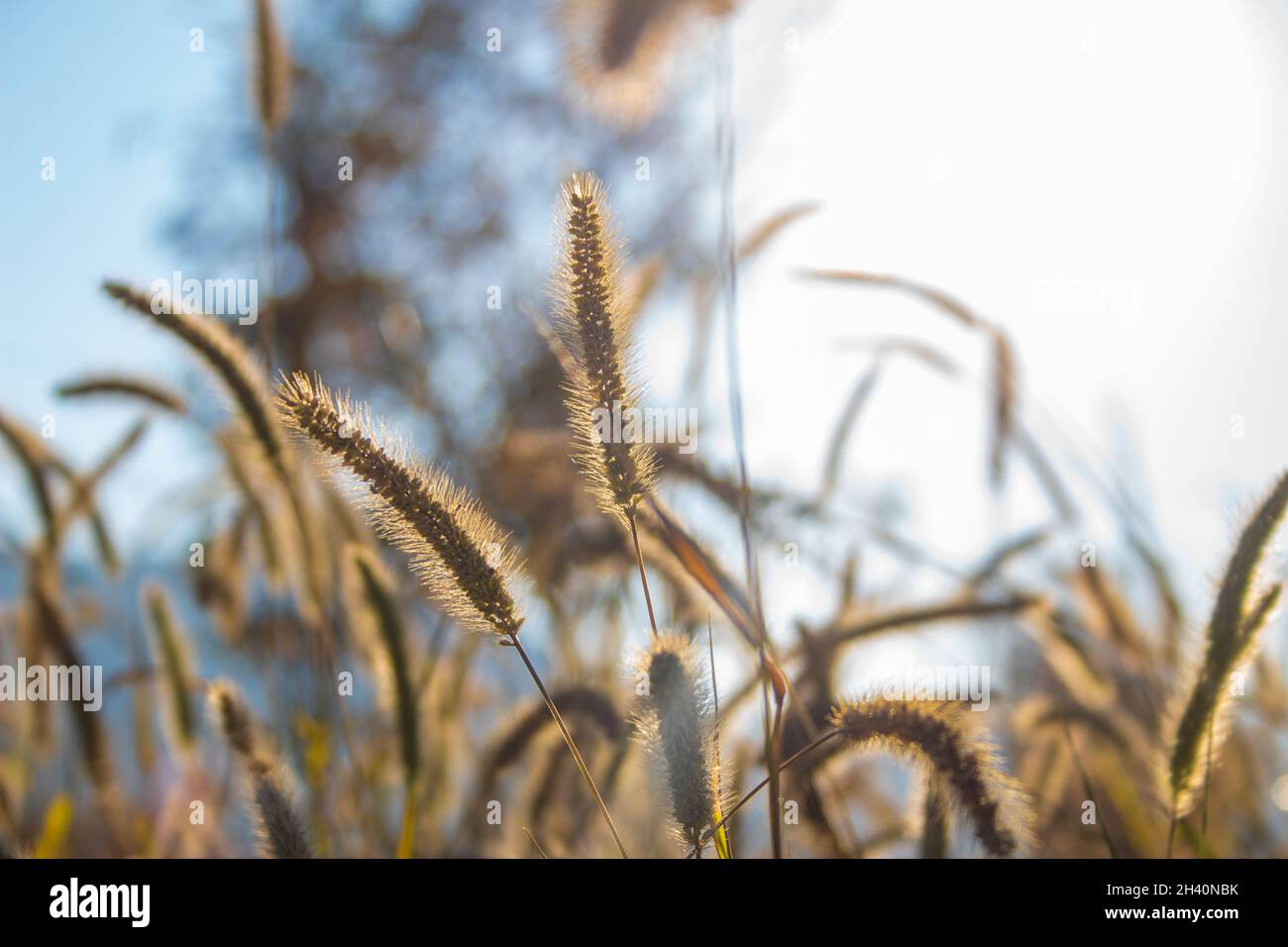 Field of yellow, green foxtail perfectly in focus and sun shining all over them Stock Photo