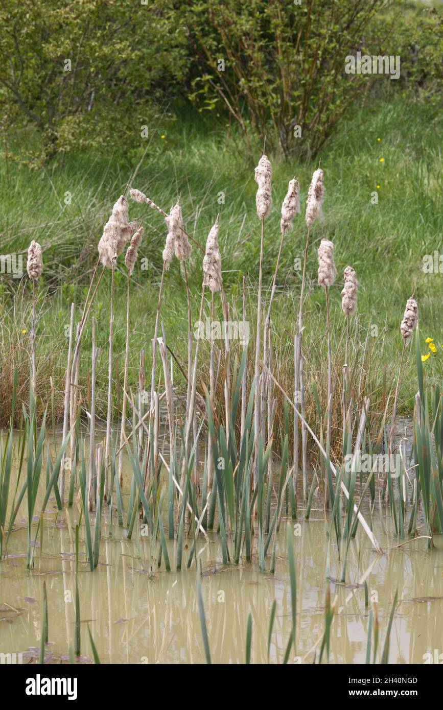 reeds in a pond, Common Bulrush Stock Photo