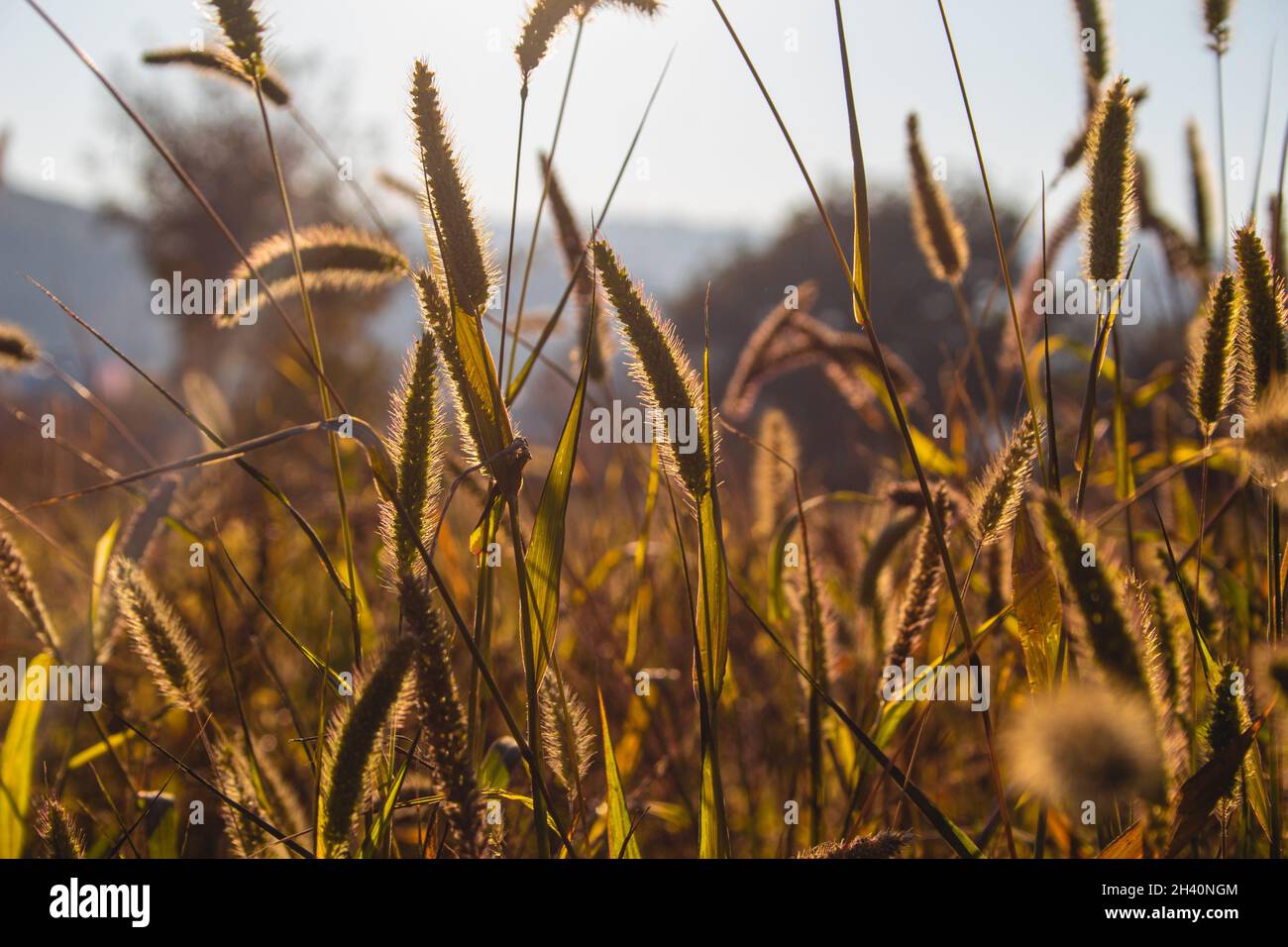 Field of yellow, green foxtail perfectly in focus and sun shining all over them Stock Photo