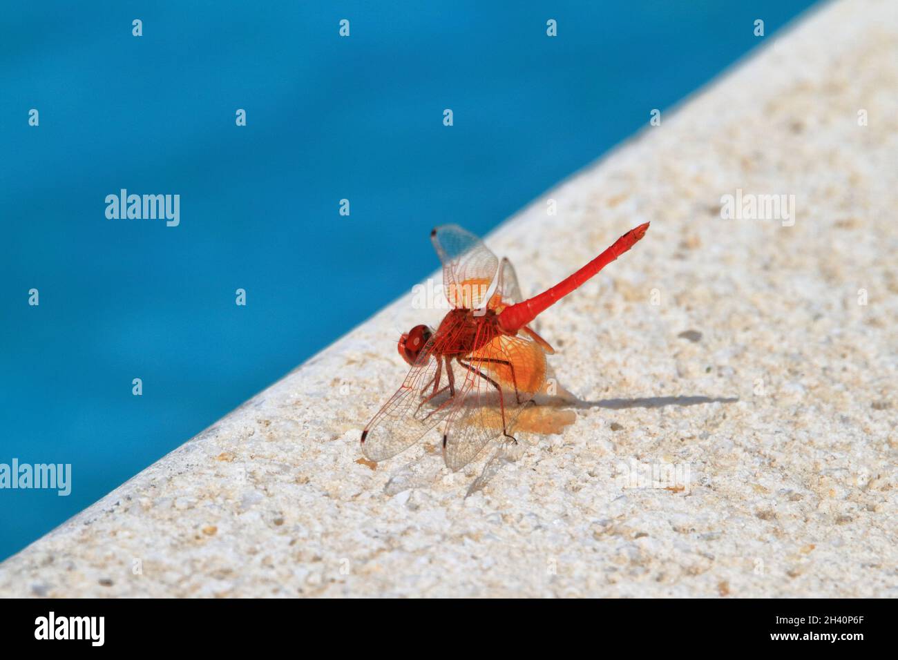 Dragonfly of the species irby's dropwing, orange-winged dropwing, or scarlet rock glider (Trithemis kirbyi), perched on a white stone at the edge of a Stock Photo