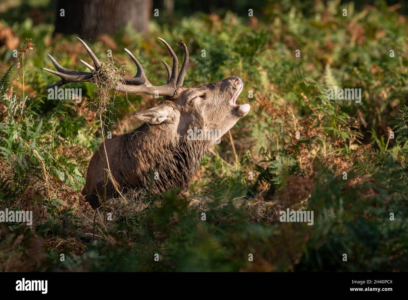 Red Deer Stag in Bracken, Bellowing Stock Photo