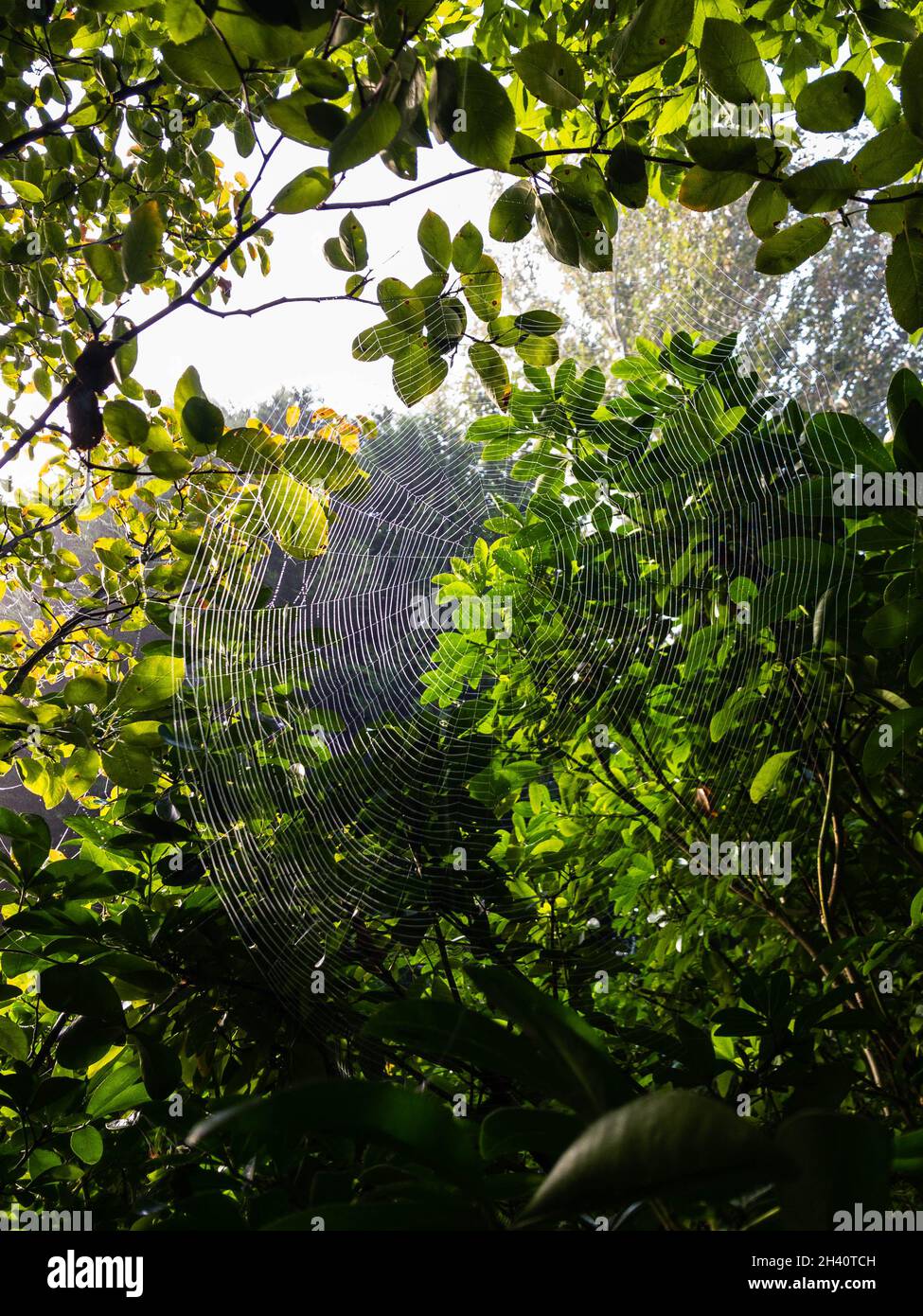 Sunlight catches a spider web on a tree on a morning with a heavy dew Stock Photo
