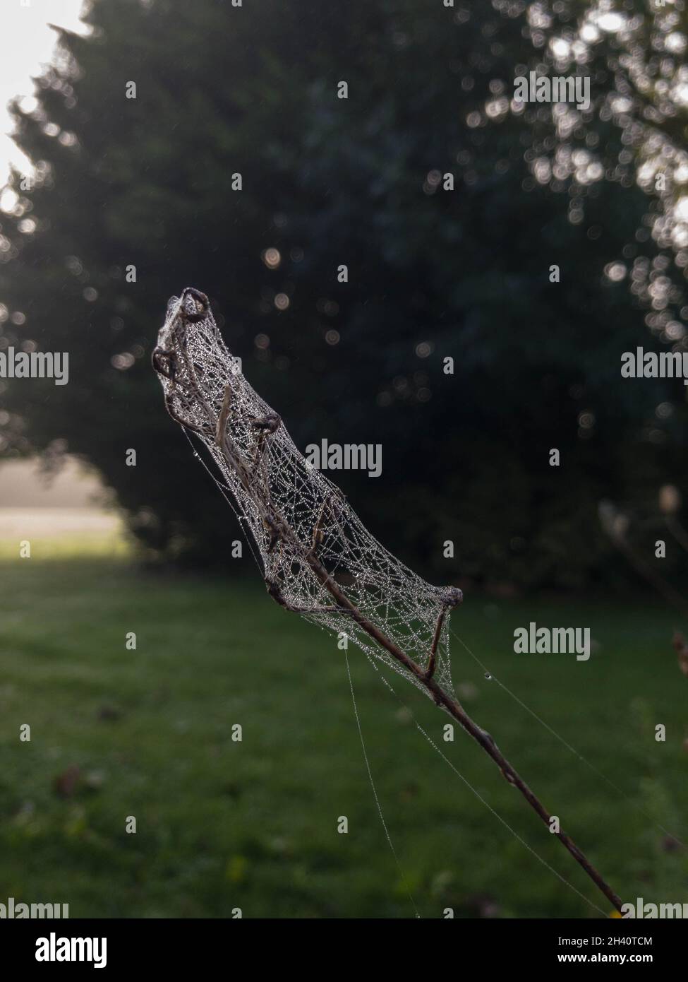 Sunlight catches a spider web on a tree on a morning with a heavy dew Stock Photo