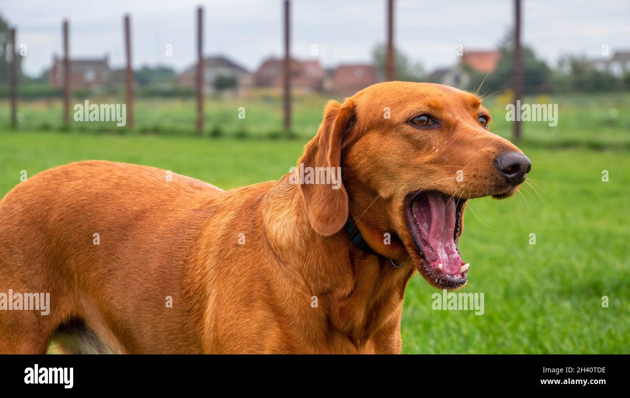 Shot of happy beautiful red coloured Serbian Scent Hound in an outside location Stock Photo