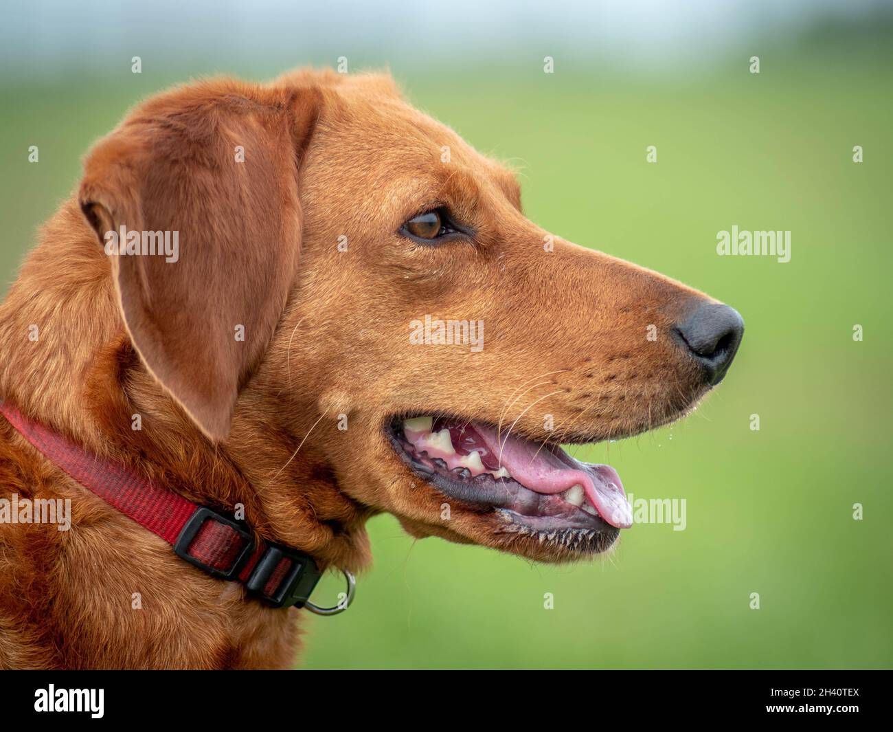 Shot of happy beautiful red coloured Serbian Scent Hound in an outside location Stock Photo
